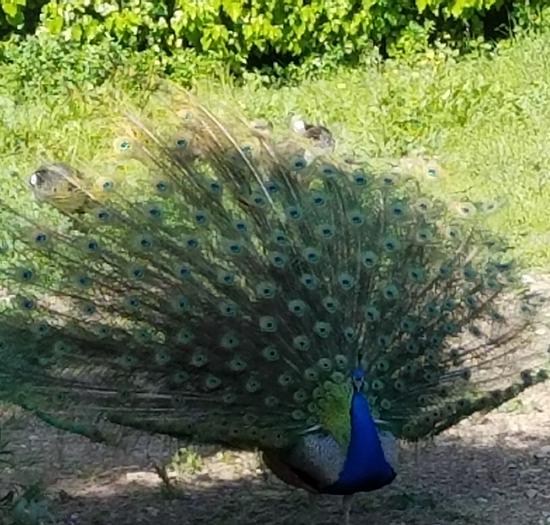 Peacocks near entrance to Palace Knossos